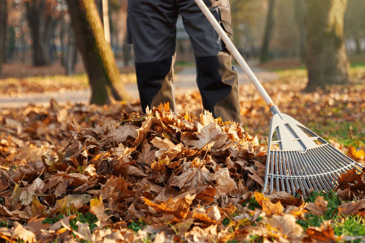 Leaf Removal in Saco example 2
