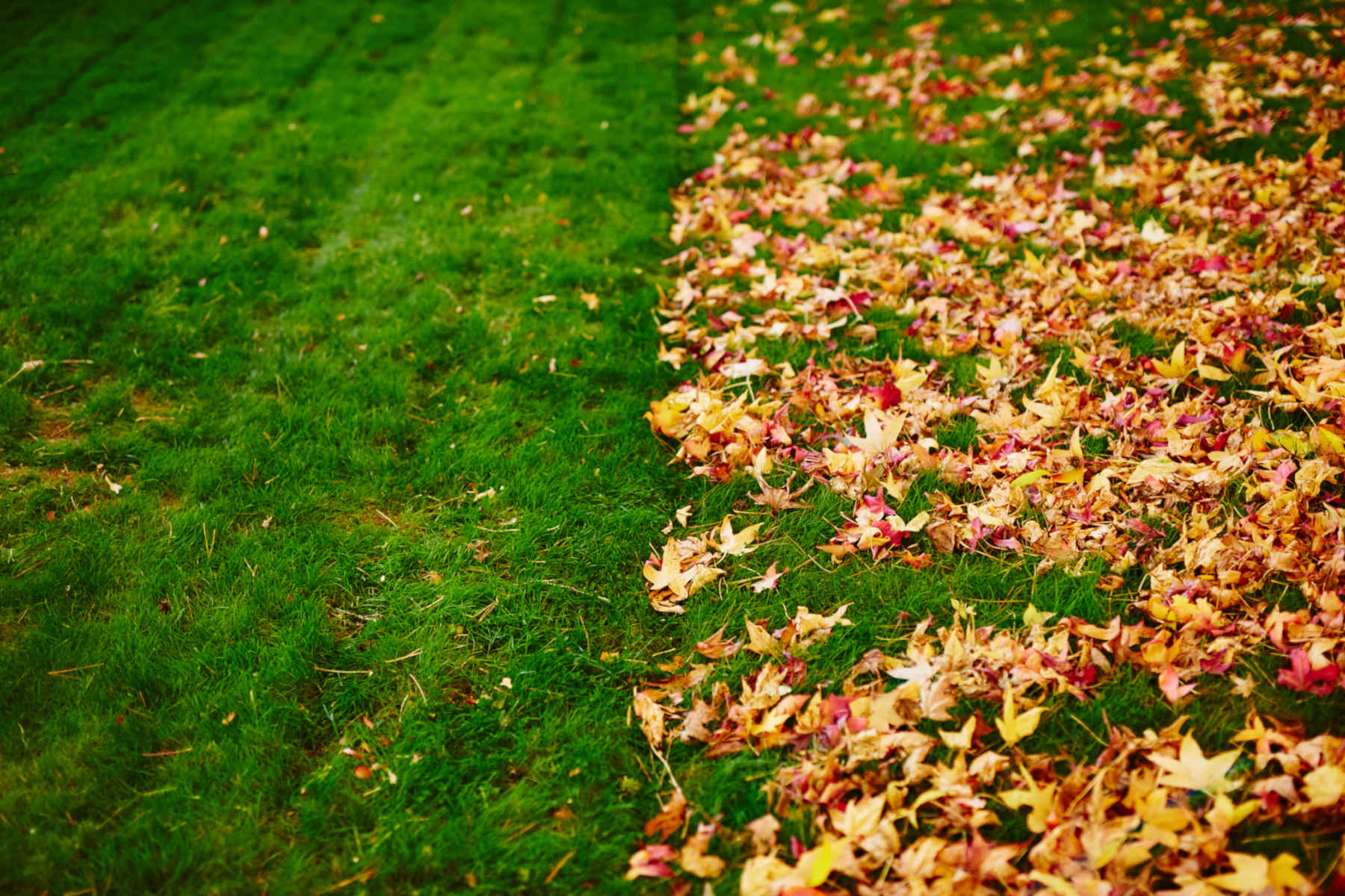 Leaf Removal in Saco example 5